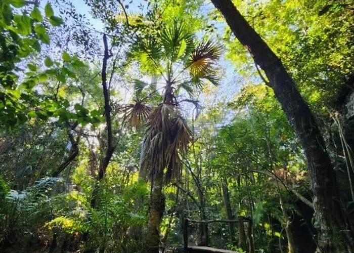Casa & Palapa De La Selva *